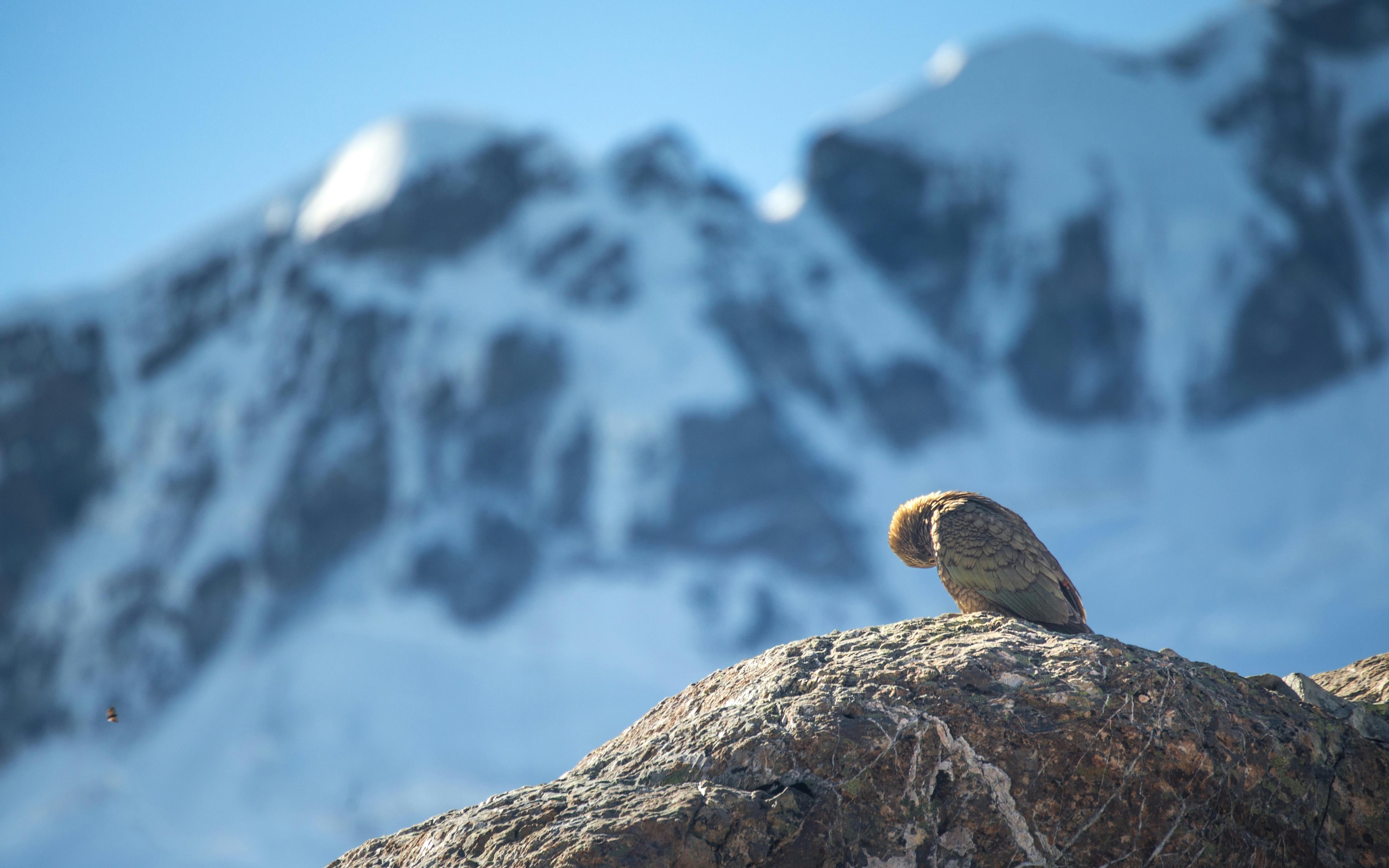 Kea bird in Wanaka, New Zealand - Self-contained van inspection service background